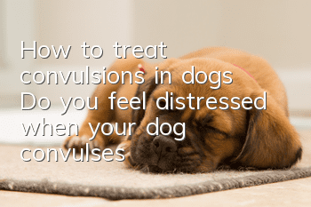 How to treat convulsions in dogs? Do you feel distressed when your dog convulses?