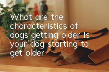 What are the characteristics of dogs getting older? Is your dog starting to get older?