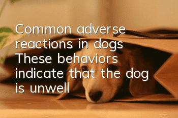 Common adverse reactions in dogs: These behaviors indicate that the dog is unwell