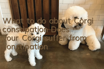 What to do about Corgi constipation? Does your Corgi suffer from constipation?
