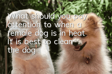 What should you pay attention to when a female dog is in heat? It is best to clean the dog’s vulva every day
