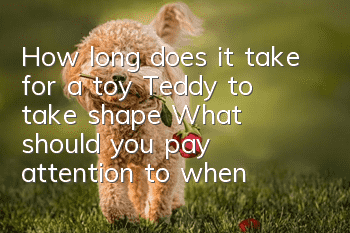 How long does it take for a toy Teddy to take shape? What should you pay attention to when raising a toy Teddy?