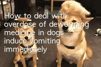 How to deal with overdose of deworming medicine in dogs: induce vomiting immediately!