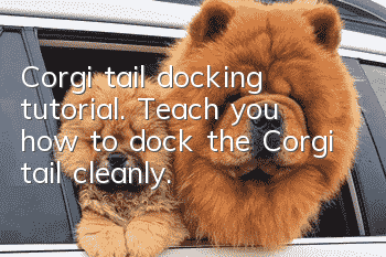 Corgi tail docking tutorial. Teach you how to dock the Corgi tail cleanly.