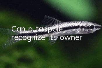 Can a tadpole recognize its owner?