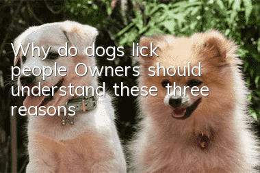 Why do dogs lick people? Owners should understand these three reasons
