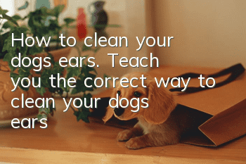 How to clean your dog’s ears. Teach you the correct way to clean your dog’s ears!