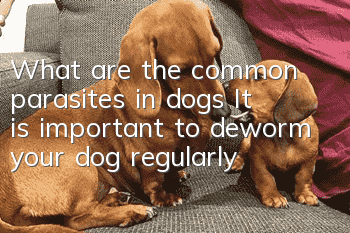 What are the common parasites in dogs? It is important to deworm your dog regularly