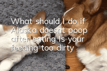 What should I do if Alaska doesn’t poop after eating? Is your feeding too dirty?