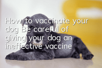 How to vaccinate your dog? Be careful of giving your dog an ineffective vaccine!