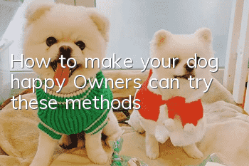 How to make your dog happy? Owners can try these methods