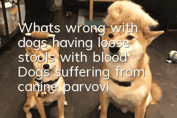 What’s wrong with dogs having loose stools with blood? Dogs suffering from canine parvovirus will have loose stools with blood