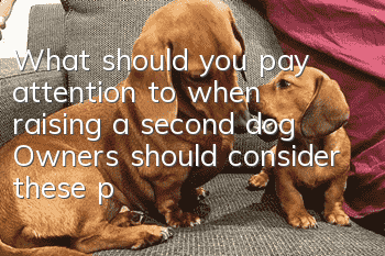 What should you pay attention to when raising a second dog? Owners should consider these points in advance
