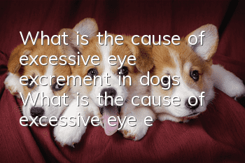 What is the cause of excessive eye excrement in dogs? What is the cause of excessive eye excrement in dogs?