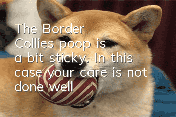 The Border Collie's poop is a bit sticky. In this case, your care is not done well!