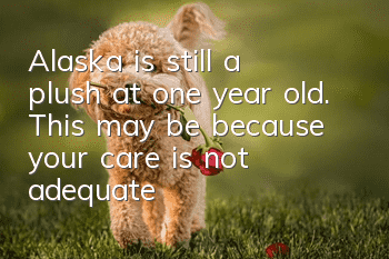 Alaska is still a plush at one year old. This may be because your care is not adequate!