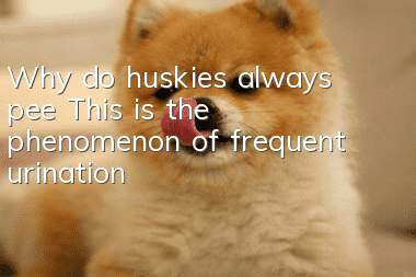 Why do huskies always pee? This is the phenomenon of frequent urination!