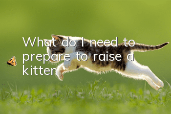 What do I need to prepare to raise a kitten?