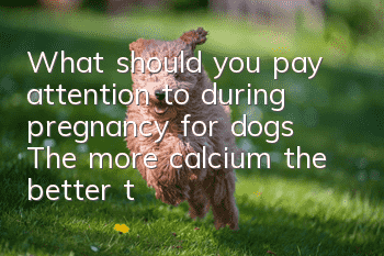What should you pay attention to during pregnancy for dogs? The more calcium the better, the better.