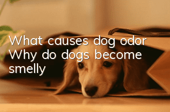 What causes dog odor? Why do dogs become smelly?