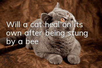Will a cat heal on its own after being stung by a bee?