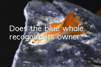 Does the blue whale recognize its owner?