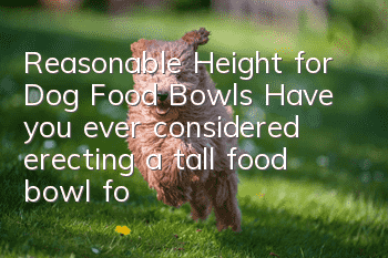 Reasonable Height for Dog Food Bowls Have you ever considered erecting a tall food bowl for your dog?
