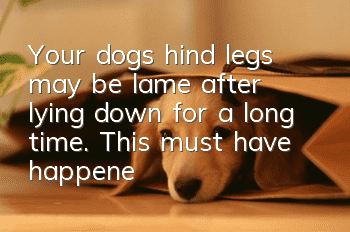 Your dog’s hind legs may be lame after lying down for a long time. This must have happened to you too!