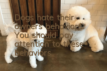 Dogs hate their owners’ behaviors. You should pay attention to these behaviors!