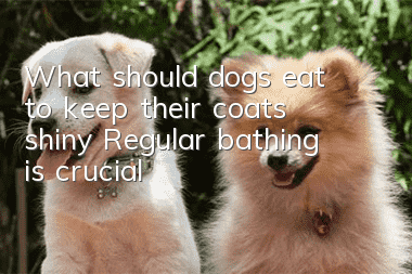 What should dogs eat to keep their coats shiny? Regular bathing is crucial