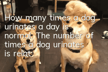 How many times a dog urinates a day is normal. The number of times a dog urinates is related to the water it drinks.