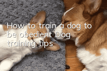 How to train a dog to be obedient? Dog training tips!