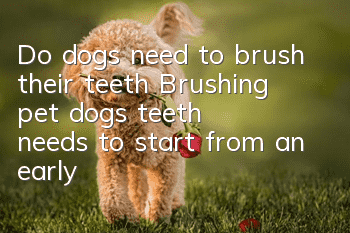 Do dogs need to brush their teeth? Brushing pet dogs’ teeth needs to start from an early age