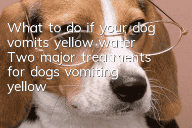 What to do if your dog vomits yellow water? Two major treatments for dogs vomiting yellow water