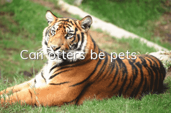 Can otters be pets?