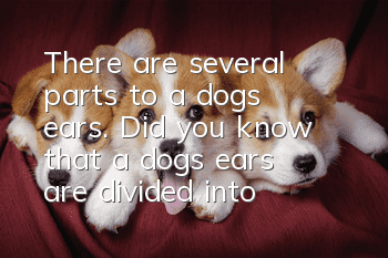There are several parts to a dog’s ears. Did you know that a dog’s ears are divided into three parts?