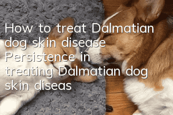 How to treat Dalmatian dog skin disease? Persistence in treating Dalmatian dog skin disease