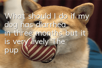 What should I do if my dog has diarrhea in three months but it is very lively? The puppy’s stomach is still very fragile!