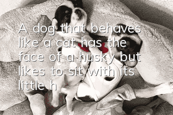 A dog that behaves like a cat, has the face of a husky, but likes to sit with its little hands in its arms