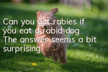 Can you get rabies if you eat a rabid dog? The answer seems a bit surprising!