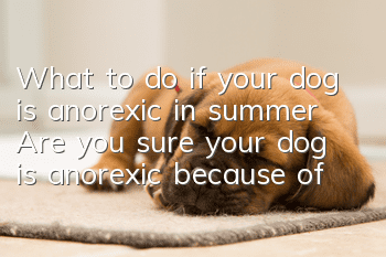 What to do if your dog is anorexic in summer? Are you sure your dog is anorexic because of the hot weather?