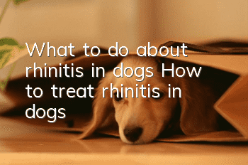 What to do about rhinitis in dogs How to treat rhinitis in dogs