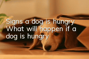 Signs a dog is hungry What will happen if a dog is hungry