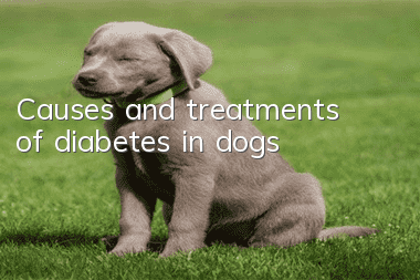 Causes and treatments of diabetes in dogs