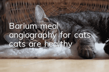 Barium meal angiography for cats, cats are healthy!