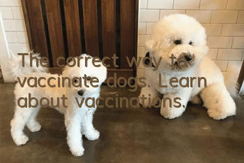 The correct way to vaccinate dogs. Learn about vaccinations.
