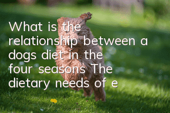 What is the relationship between a dog’s diet in the four seasons? The dietary needs of each season are different.