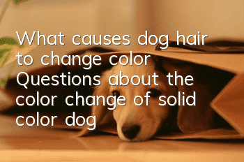 What causes dog hair to change color? Questions about the color change of solid color dog hair