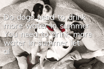 Do dogs need to drink more water in summer? You need to drink more water in summer, let alone your dog