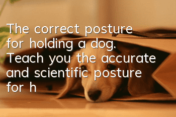 The correct posture for holding a dog. Teach you the accurate and scientific posture for holding a dog.